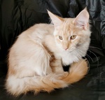 Cuccioli di Gatto Maine Coon - Foto n. 7