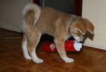 Bellissimo Cuccioli di Akita inu con Pedigree - Foto n. 2