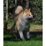 Akita inu Bellissima Cucciolata - Foto n. 2