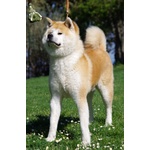 Akita inu Bellissima Cucciolata - Foto n. 1