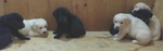 Cuccioli Labrador - Foto n. 1