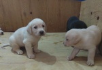 Cuccioli Labrador - Foto n. 3