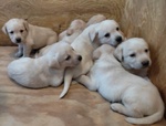 Cuccioli Labrador - Foto n. 8