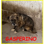 Gasperino Tigratino 7 anni Vissuto Sempre in Canile - Foto n. 1