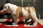 Cuccioli Bulldog