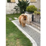 Ultimi Cuccioli di chow chow Disponibili. - Foto n. 2