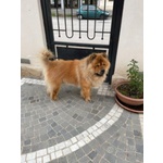 Ultimi Cuccioli di chow chow Disponibili. - Foto n. 3