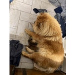 Ultimi Cuccioli di chow chow Disponibili. - Foto n. 5