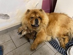 Ultimi Cuccioli di chow chow Disponibili. - Foto n. 6