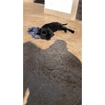 🐶 Cane Corso femmina di 2 anni e 4 mesi in vendita a Monte Sant'Angelo (FG) e in tutta Italia da privato