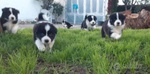 Cuccioli di Border Collie con Pedigree Enci