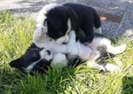 Cuccioli di Border Collie con Pedigree Enci - Foto n. 2