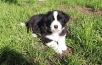 Cuccioli di Border Collie con Pedigree Enci - Foto n. 3