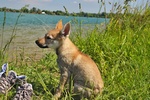 Cuccioli di cane lupo Cecoslovacco Disponibili - Foto n. 1