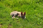 Cuccioli di cane lupo Cecoslovacco Disponibili - Foto n. 2