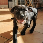 Cuccioli American Pitbull Terrier - Foto n. 7