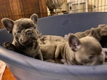 Cuccioli di Bouledogue Francese