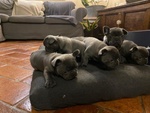 Cuccioli di Bouledogue Francese - Foto n. 3