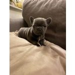 Cuccioli di Bouledogue Francese - Foto n. 5