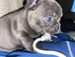 Cuccioli di Bouledogue Francese - Foto n. 8