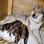 Cuccioli di lupo cecoslovacco puri