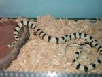 Cedo Serpente