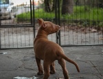 Elegantissimi Cuccioli di Pharaoh Hound con Pedigree Enci - Foto n. 7