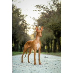 Elegantissimi Cuccioli di Pharaoh Hound con Pedigree Enci - Foto n. 9