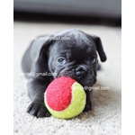 Cuccioli Bulldog Francese Blu