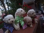 Cuccioli di Lagotto Romagnolo con Pedigree, Posso Trasportare - Foto n. 1