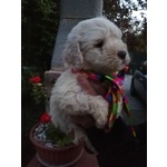 Cuccioli di Lagotto Romagnolo con Pedigree, Posso Trasportare - Foto n. 2