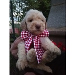 Cuccioli di Lagotto Romagnolo con Pedigree, Posso Trasportare - Foto n. 4