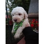 Cuccioli di Lagotto Romagnolo con Pedigree, Posso Trasportare - Foto n. 5