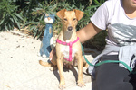 🐶 Altra Razza femmina in adozione a San Giorgio Ionico (TA) e in tutta Italia da associazione animali