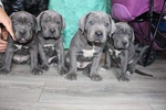 Vendesi Cuccioli cane Corso