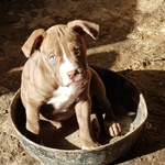 Cucciolo Pittbull