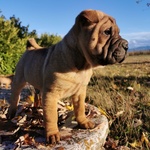 Cuccioli di shar pei con Pedigree