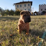 Cuccioli di shar pei con Pedigree - Foto n. 2