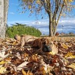 Cuccioli di shar pei con Pedigree - Foto n. 3