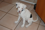 Disponibili Cuccioli di dogo Argentino - Foto n. 3