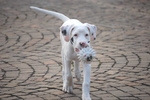 Disponibili Cuccioli di dogo Argentino - Foto n. 4