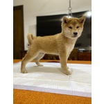 Vendo Cuccioli Shiba Inu - Foto n. 4