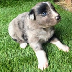 Cuccioli Pastore Australiano - Australian Sheper - Foto n. 3