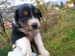 Cuccioli Pastore Australiano - Australian Sheper - Foto n. 7