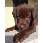 Cuccioli Labrador Cioccolato