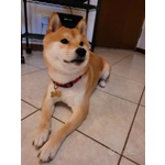 Shiba inu Maschio per Accoppiamento Monta