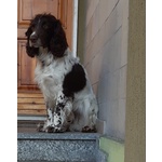 Springler Spaniel Inglese - Foto n. 4