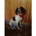 Springler Spaniel Inglese - Foto n. 5