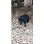 Disponibili 5 Cuccioli di Bracco - Foto n. 1