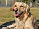 Golden Retriever Linea Inglese